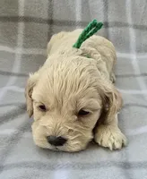 Mr. Green, a male Cockapoo for sale in Blacksburg, VA – 2 of 4