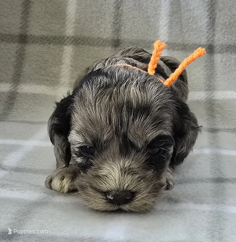 Mr. Orange – Cockapoo puppy for sale in Blacksburg, VA