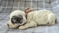 Mr. Brown, a male Cockapoo for sale in Blacksburg, VA – 2 of 5