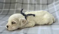 Mr. Black, a male Cockapoo for sale in Blacksburg, VA – 2 of 5
