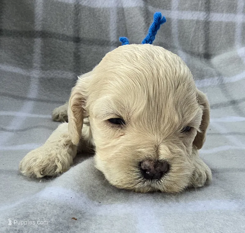 Mr. Blue – Cockapoo puppy for sale in Blacksburg, VA