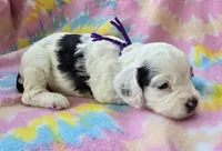 Miss Purple, a female Cockapoo for sale in Blacksburg, VA – 4 of 5