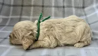 Mr. Green, a male Cockapoo for sale in Blacksburg, VA – 3 of 4