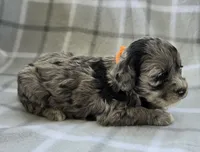 Mr. Orange, a male Cockapoo for sale in Blacksburg, VA – 4 of 5