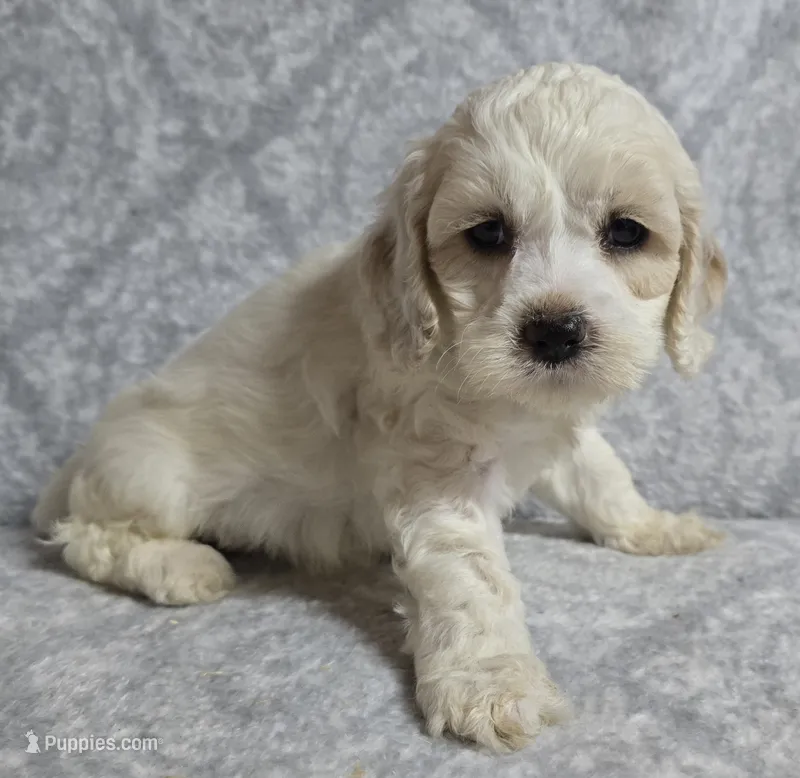 Mr. Black – Cockapoo puppy for sale in Blacksburg, VA