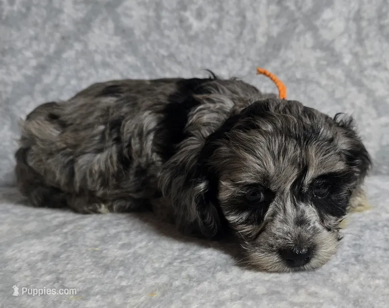 Mr. Orange – Cockapoo puppy for sale in Blacksburg, VA
