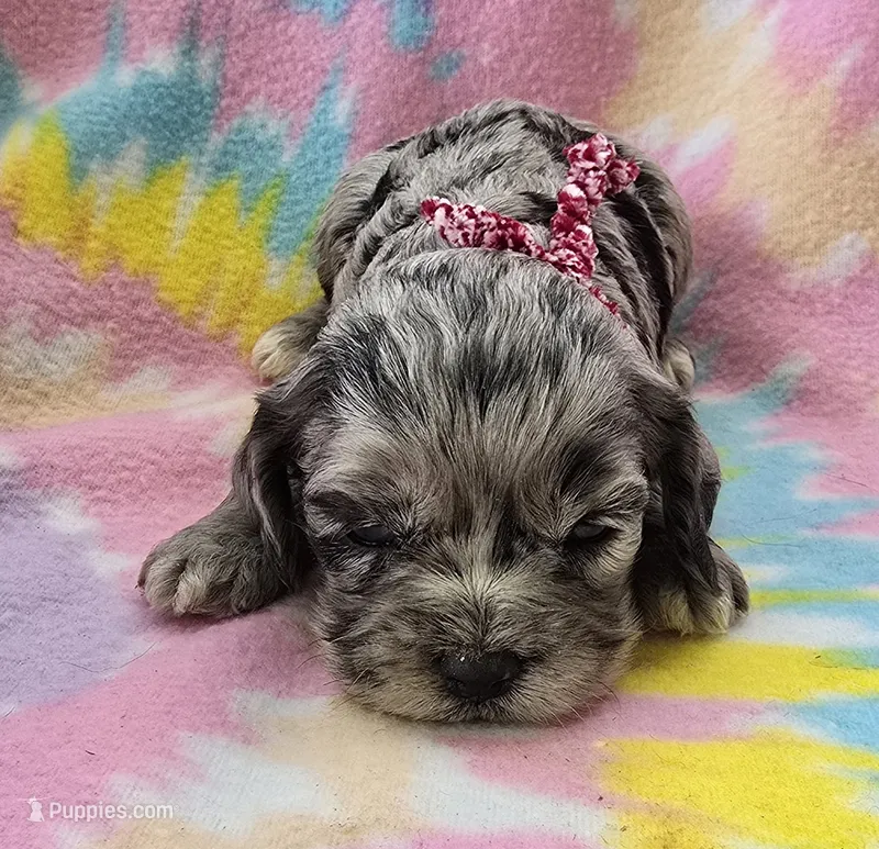 Miss Red – Cockapoo puppy for sale in Blacksburg, VA