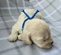 Mr. Blue, a male Cockapoo for sale in Blacksburg, VA – 4 of 4