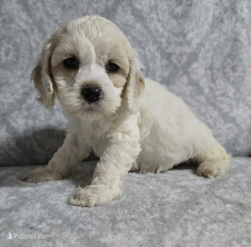 Mr. Black – Cockapoo puppy for sale in Blacksburg, VA