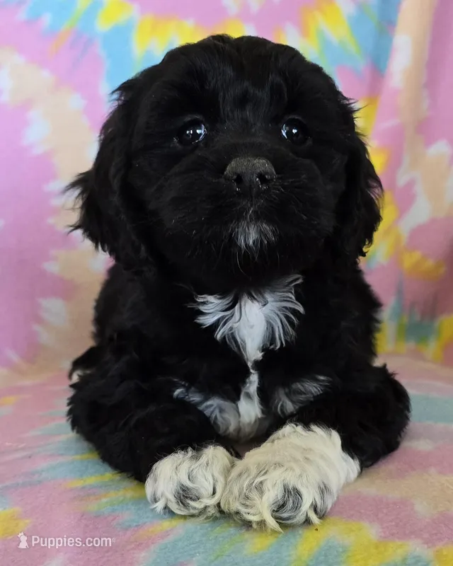 Lilly – Cockapoo puppy for sale in Blacksburg, VA