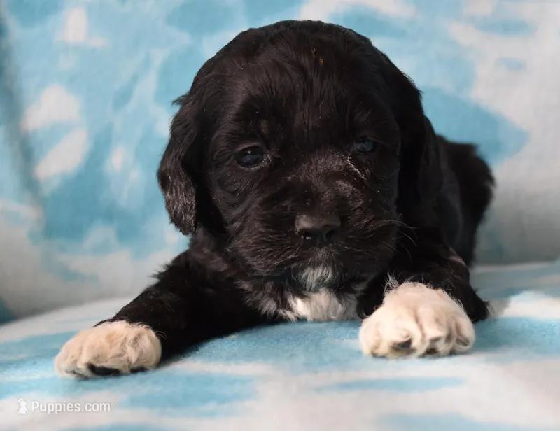 Lilly – Cockapoo puppy for sale in Blacksburg, VA