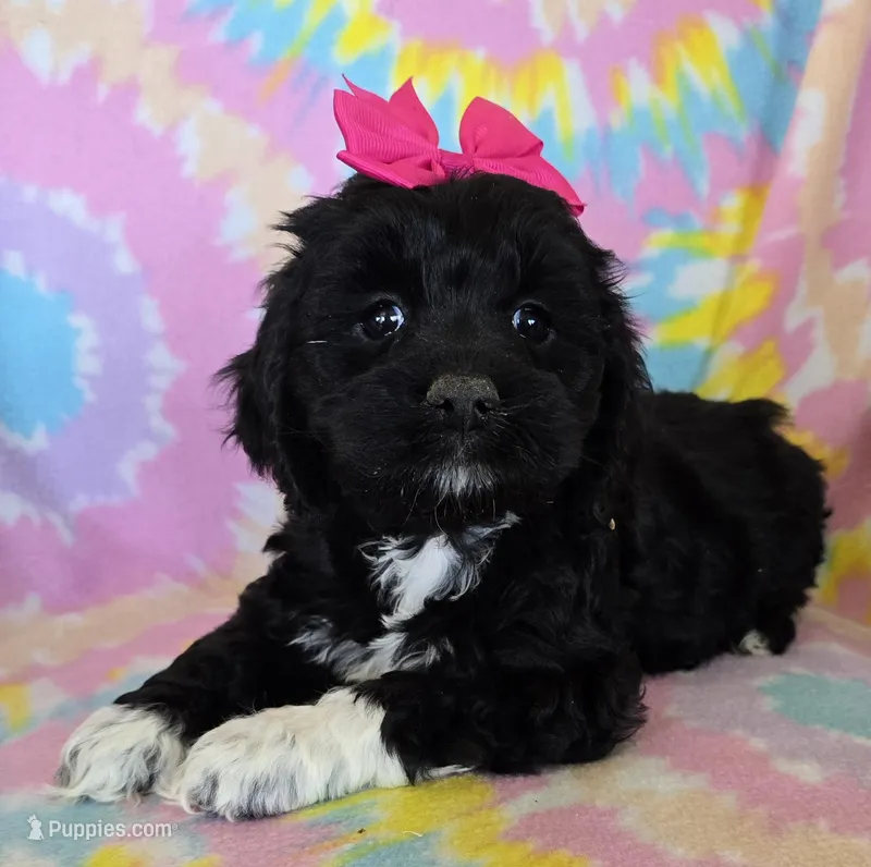 Lilly – Cockapoo puppy for sale in Blacksburg, VA