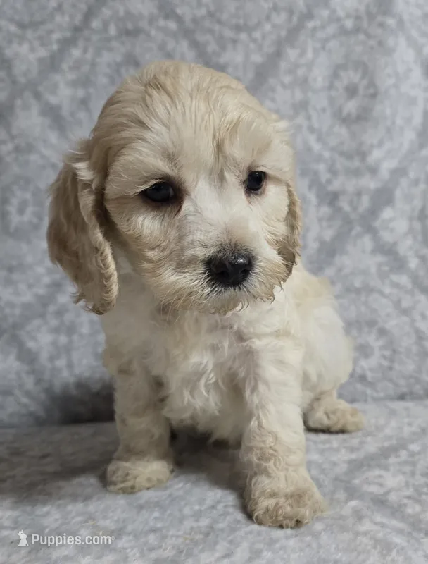 Mr. Blue – Cockapoo puppy for sale in Blacksburg, VA