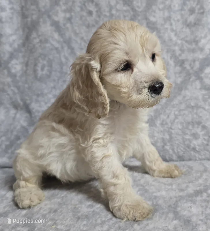 Mr. Blue – Cockapoo puppy for sale in Blacksburg, VA
