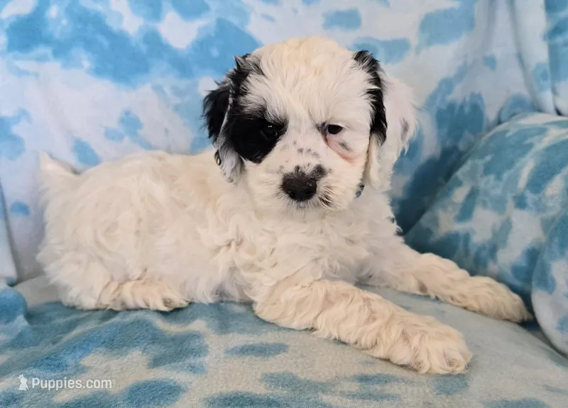 Buddy – Cockapoo puppy for sale in Blacksburg, VA