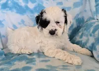 Buddy, a male Cockapoo for sale in Blacksburg, VA – Photo 3 of 3
