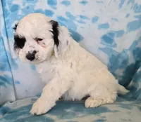 Buddy, a male Cockapoo for sale in Blacksburg, VA – Photo 2 of 3