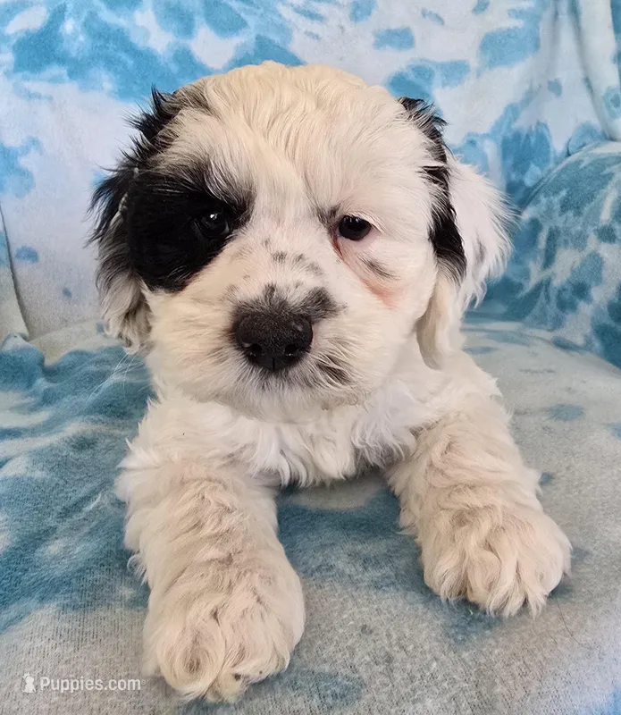 Buddy – Cockapoo puppy for sale in Blacksburg, VA