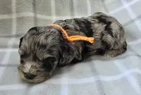 Mr. Orange, a male Cockapoo for sale in Blacksburg, VA – 3 of 5