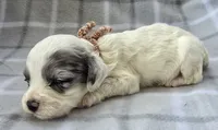 Mr. Brown, a male Cockapoo for sale in Blacksburg, VA – 4 of 5