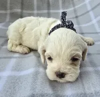 Mr. Black, a male Cockapoo for sale in Blacksburg, VA – 5 of 5