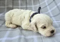 Mr. Black, a male Cockapoo for sale in Blacksburg, VA – 4 of 5