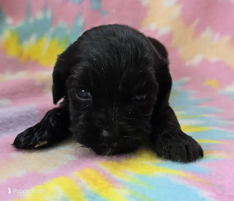 Miss Pink – Cockapoo puppy for sale in Blacksburg, VA
