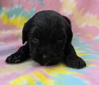 Miss Pink, a female Cockapoo for sale in Blacksburg, VA – 1 of 4
