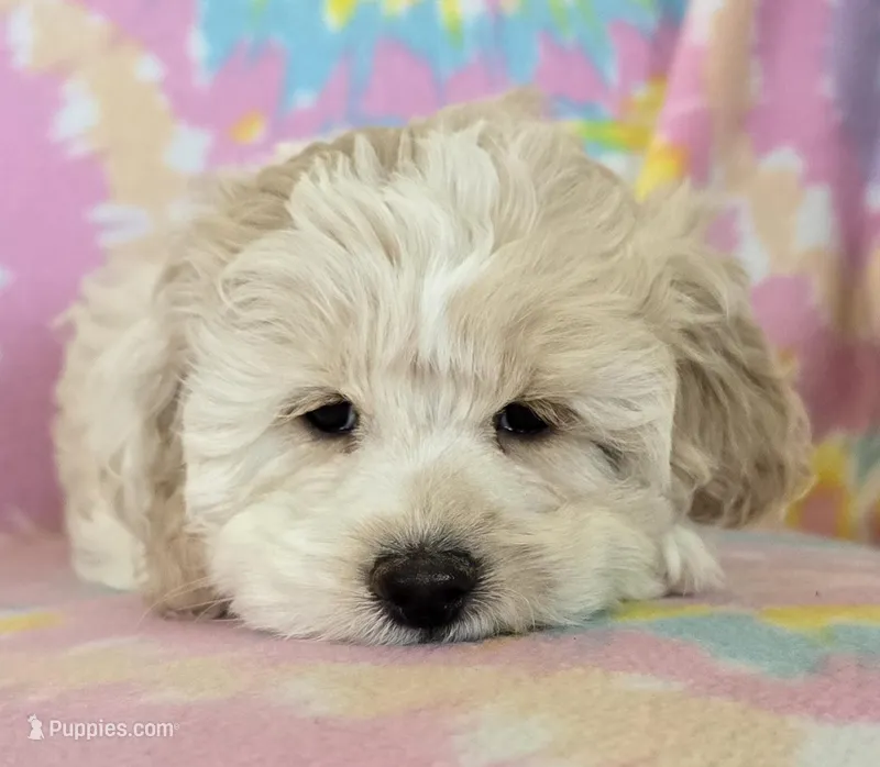 Maple – Cockapoo puppy for sale in Blacksburg, VA