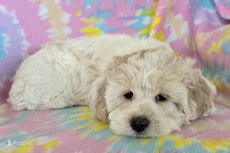 Maple – Cockapoo puppy for sale in Blacksburg, VA