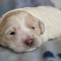 Maple, a female Cockapoo for sale in Blacksburg, VA – Photo 6 of 9