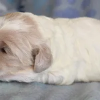 Maple, a female Cockapoo for sale in Blacksburg, VA – Photo 7 of 9