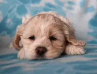 Maple, a female Cockapoo for sale in Blacksburg, VA – Photo 2 of 9