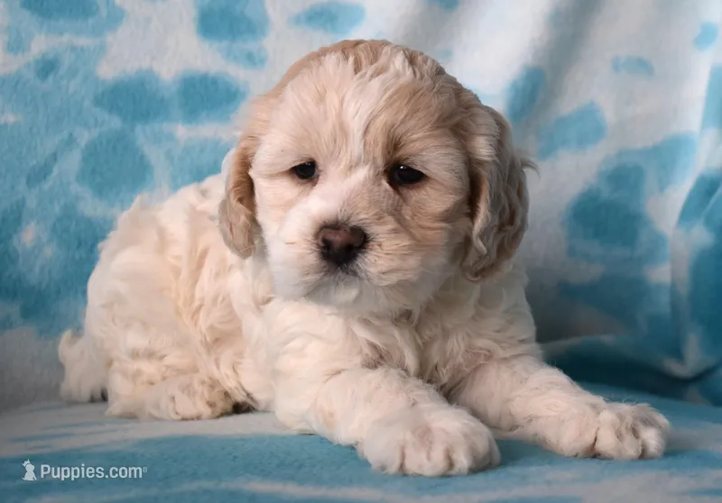 Maple – Cockapoo puppy for sale in Blacksburg, VA