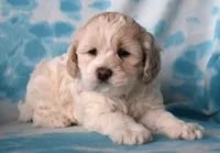 Maple, a female Cockapoo for sale in Blacksburg, VA – Photo 1 of 9