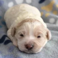 Maple, a female Cockapoo for sale in Blacksburg, VA – Photo 4 of 9