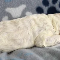 Maple, a female Cockapoo for sale in Blacksburg, VA – Photo 8 of 9