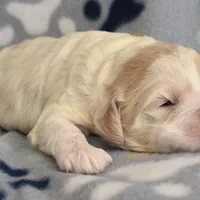 Maple, a female Cockapoo for sale in Blacksburg, VA – Photo 9 of 9