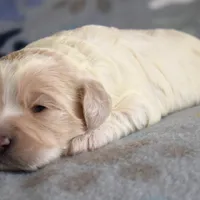 Maple, a female Cockapoo for sale in Blacksburg, VA – Photo 5 of 9