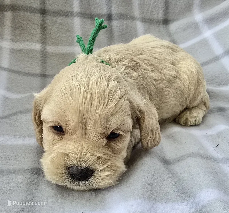 Mr. Green – Cockapoo puppy for sale in Blacksburg, VA