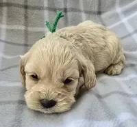 Mr. Green, a male Cockapoo for sale in Blacksburg, VA – 1 of 4