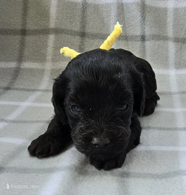 Mr. Yellow – Cockapoo puppy for sale in Blacksburg, VA