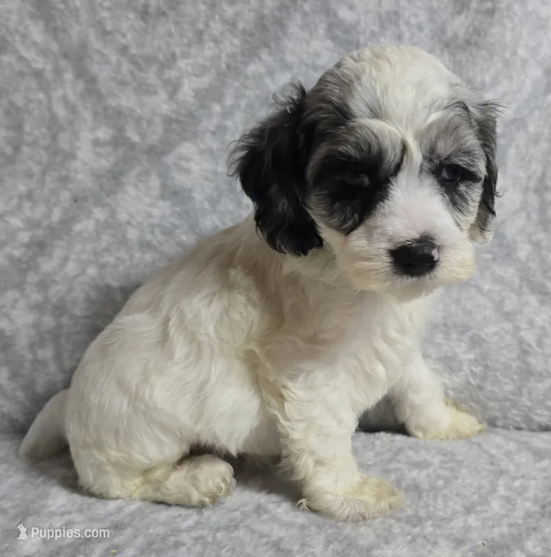 Mr. Brown – Cockapoo puppy for sale in Blacksburg, VA