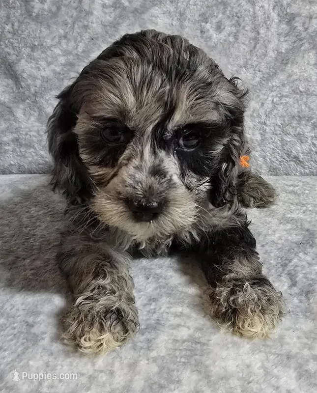Mr. Orange – Cockapoo puppy for sale in Blacksburg, VA