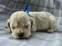Mr. Blue, a male Cockapoo for sale in Blacksburg, VA – 3 of 4