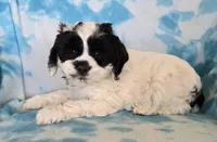 George, a male Cockapoo for sale in Blacksburg, VA – Photo 3 of 3