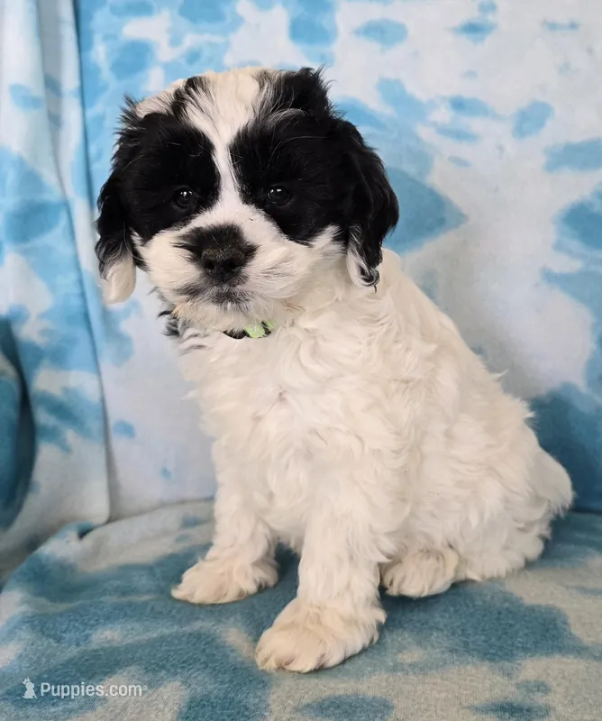 George – Cockapoo puppy for sale in Blacksburg, VA