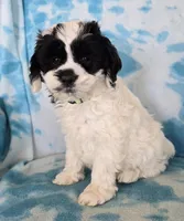 George, a male Cockapoo for sale in Blacksburg, VA – Photo 1 of 3
