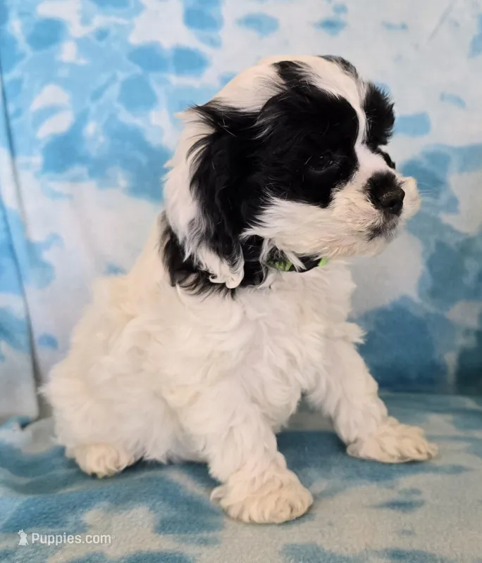 George – Cockapoo puppy for sale in Blacksburg, VA