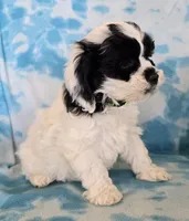 George, a male Cockapoo for sale in Blacksburg, VA – Photo 2 of 3